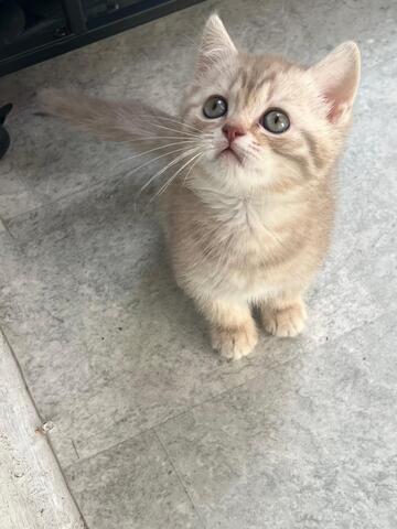 BKH Kitten