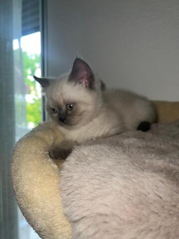 BKH Kitten