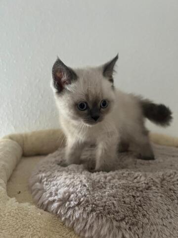 BKH Kitten