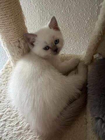 BKH Kitten