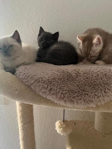 BKH Kitten