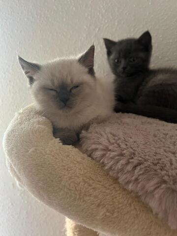 BKH Kitten