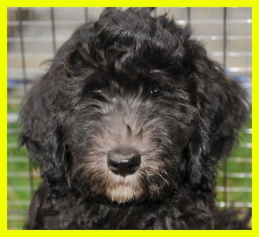 Anton * Aussiedoodle-Welpe * F1b * abgabebereit
