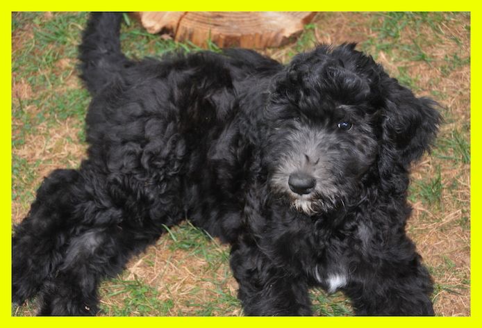 Anton * Aussiedoodle-Welpe * F1b * abgabebereit