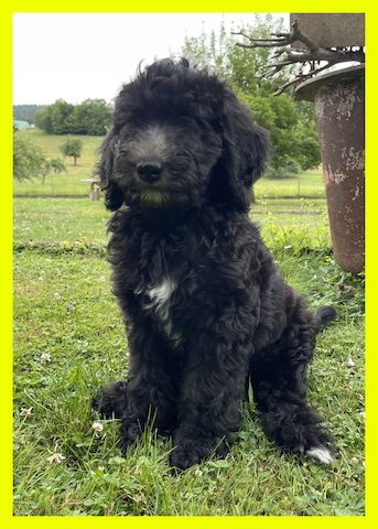 Anton * Aussiedoodle-Welpe * F1b * abgabebereit