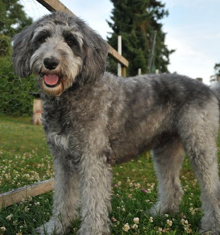Anton * Aussiedoodle-Welpe * F1b * abgabebereit