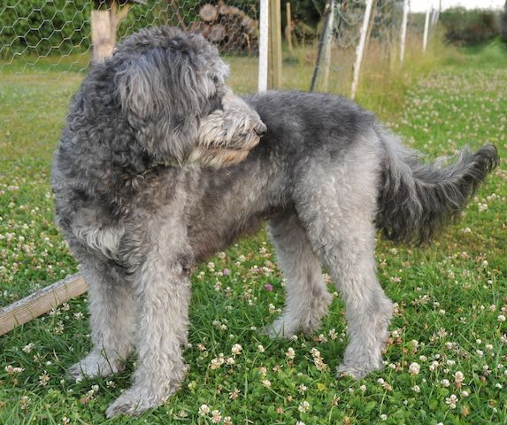 Anton * Aussiedoodle-Welpe * F1b * abgabebereit