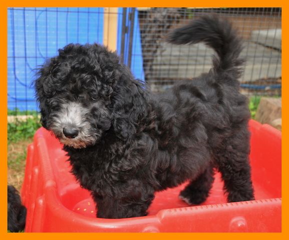 Anna * Aussiedoodle-Welpe * F1b * abgabebereit