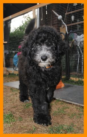 Anna * Aussiedoodle-Welpe * F1b * abgabebereit
