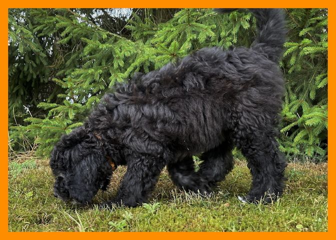 Anna * Aussiedoodle-Welpe * F1b * abgabebereit