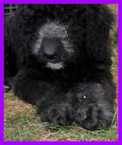Lilo * Aussiedoodle-Welpe * F1b * abgabebereit