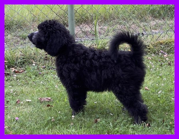 Lilo * Aussiedoodle-Welpe * F1b * abgabebereit