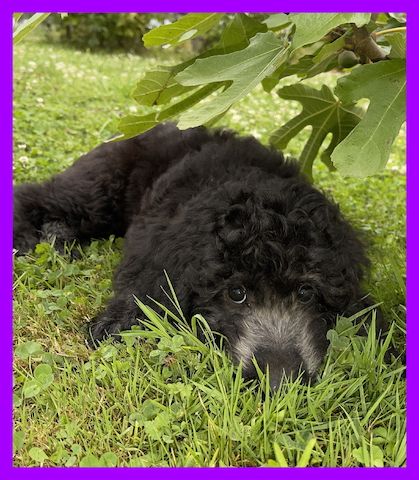 Lilo * Aussiedoodle-Welpe * F1b * abgabebereit