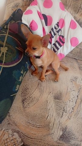Ich verkaufe einen kurzhaarigen  Teacup mini Chihuahua-Welpen.
