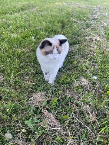 Wunderschöner seal point Ragdoll Kater