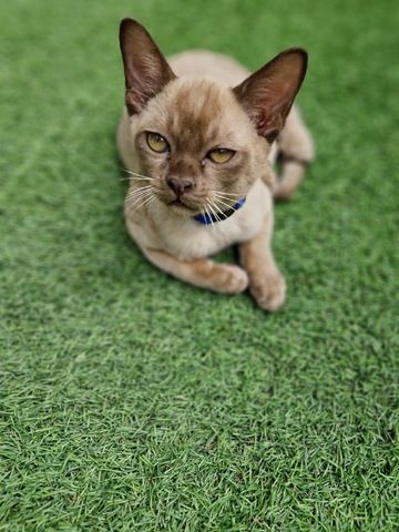 Burma Kitten