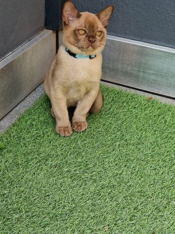 Burma Kitten