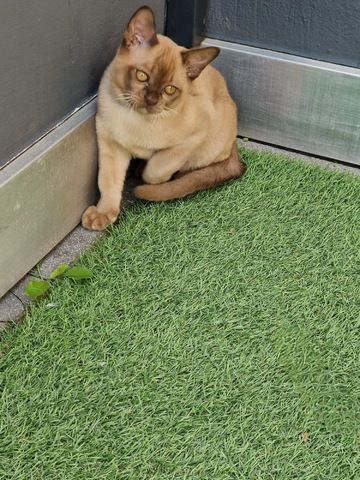 Burma Kitten