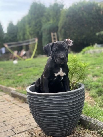 Cane Corso mix Welpen