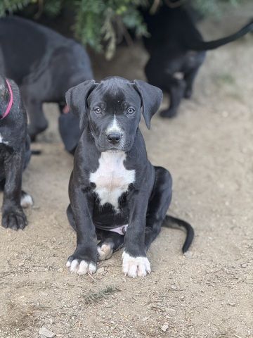 Cane Corso mix Welpen