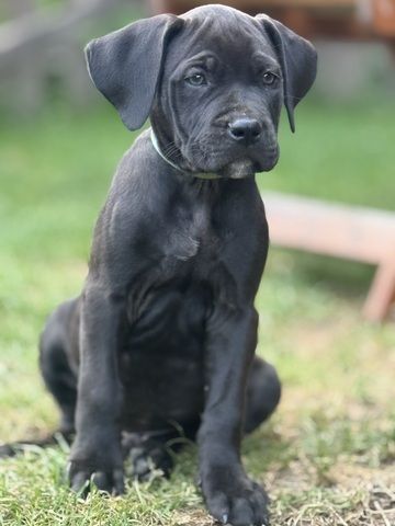 Cane Corso mix Welpen
