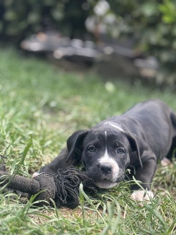 Cane Corso mix Welpen
