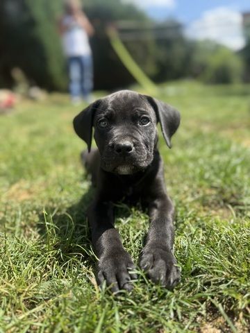 Cane Corso mix Welpen