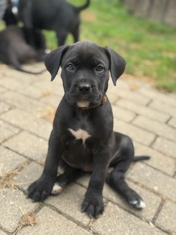 Cane Corso mix Welpen