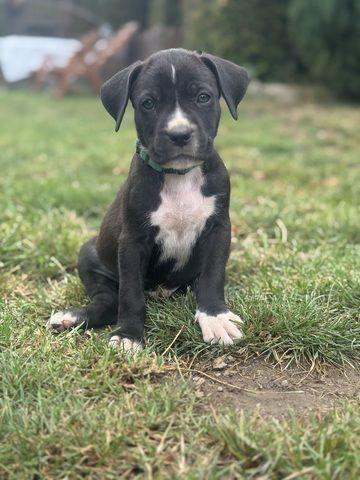 Cane Corso mix Welpen