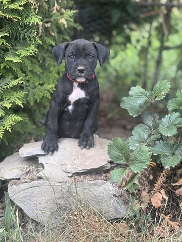 Cane Corso mix Welpen