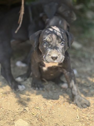 Cane Corso mix Welpen