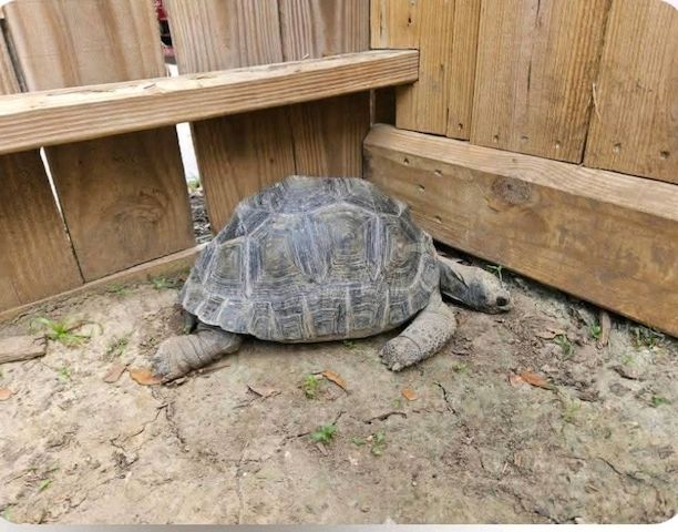 Aldabra-Schildkröten zu verkaufen