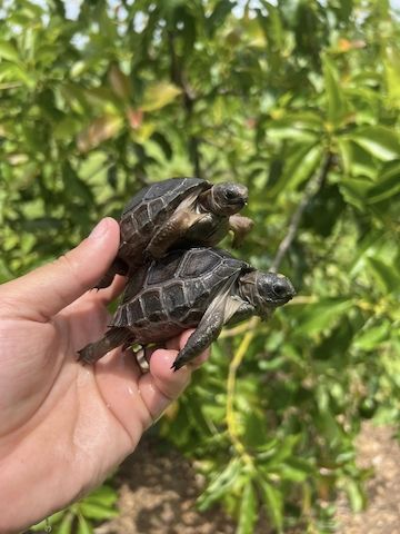 Aldabra-Schildkröten zu verkaufen