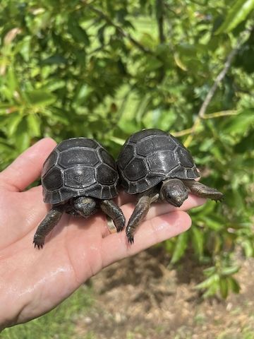 Aldabra-Schildkröten zu verkaufen