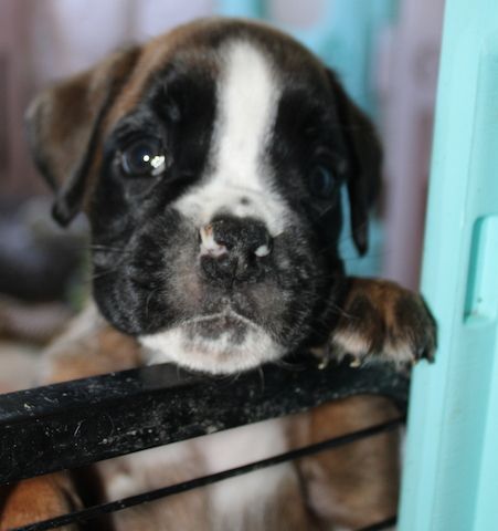 Boxerwelpen Rüden