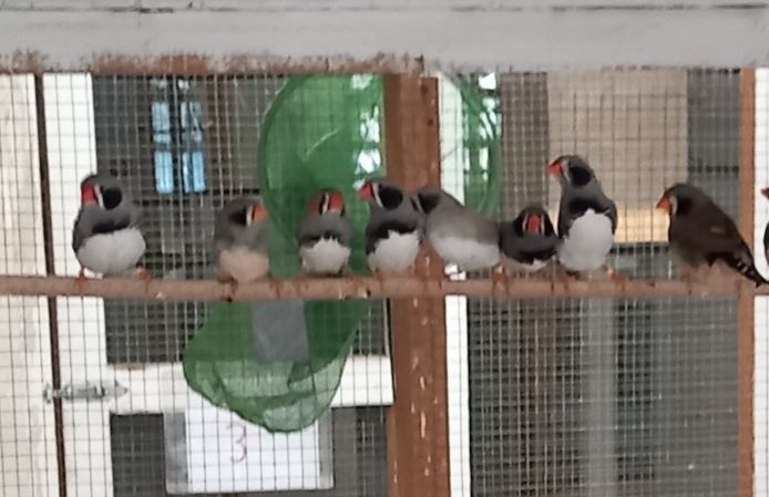 Schwarzwangen Zebrafinken