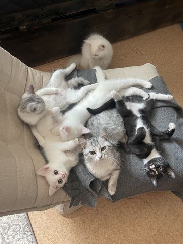 Türkische Angora mix kitten
