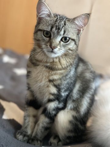 Türkische Angora mix kitten