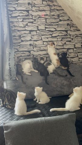 Türkische Angora mix kitten