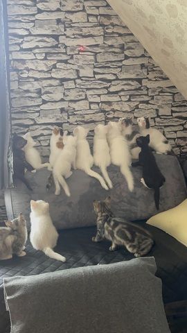 Türkische Angora mix kitten