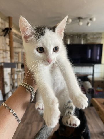 Türkische Angora mix kitten