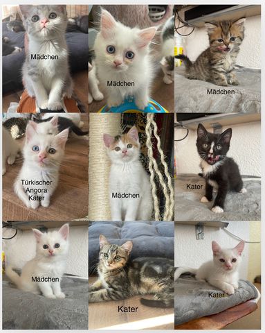 Türkische Angora mix kitten