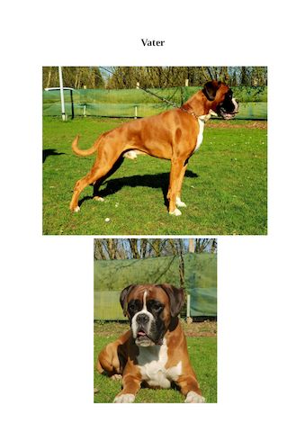 Boxer-Welpen von mehrmaligen Teilnehmern der Deutschen Meisterschaften!!!