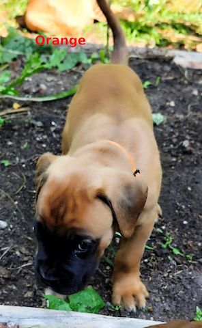 Boxer-Welpen von mehrmaligen Teilnehmern der Deutschen Meisterschaften!!!