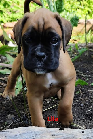Boxer-Welpen von mehrmaligen Teilnehmern der Deutschen Meisterschaften!!!
