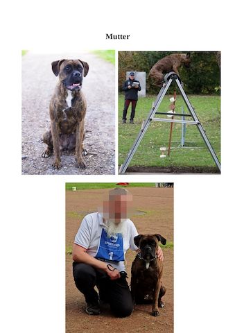 Boxer-Welpen von mehrmaligen Teilnehmern der Deutschen Meisterschaften!!!
