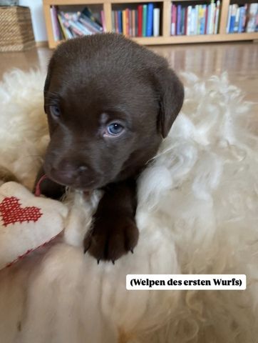 Labradorwelpen ab Mitte November abzugeben