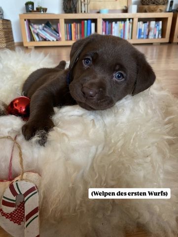 Labradorwelpen ab Mitte November abzugeben