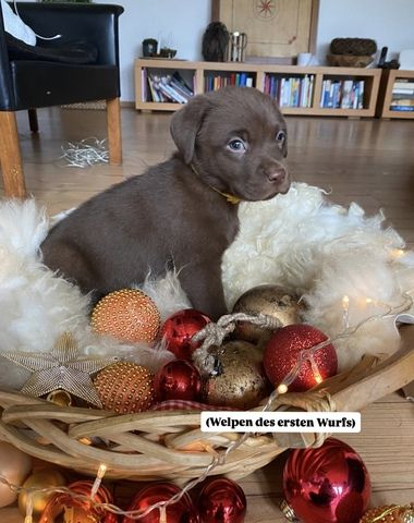 Labradorwelpen ab Mitte November abzugeben
