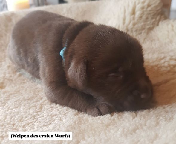 Labradorwelpen ab Mitte November abzugeben